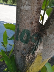 Terminalia kaernbachii