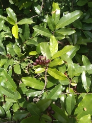 Polyalthia suberosa