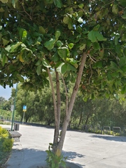Terminalia kaernbachii