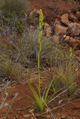 Megastylis gigas