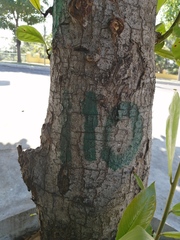 Terminalia kaernbachii