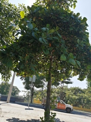 Terminalia kaernbachii