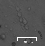 Saccharomycetes
