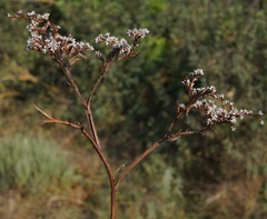 Goniolimon rubellum