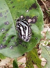 Pseudoneptis bugandensis