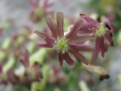 Silene pygmaea