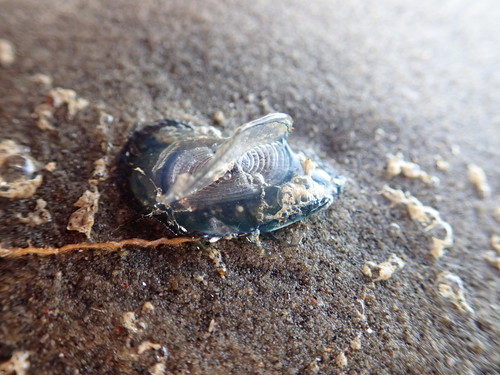 photo of By-the-wind Sailor (Velella velella)