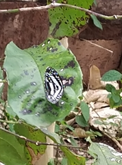 Pseudoneptis bugandensis