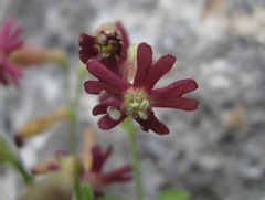 Silene pygmaea