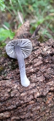 Mycena nargan