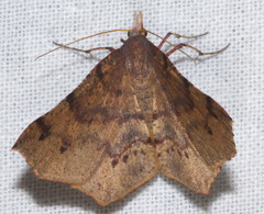 Rhinodia rostraria
