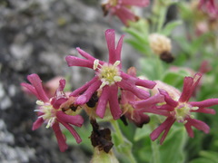 Silene pygmaea