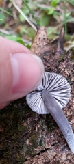 Mycena nargan