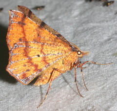 Rhinodia rostraria