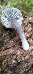 Mycena nargan