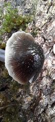 Mycena nargan