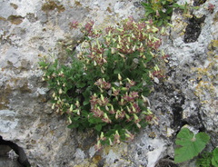 Silene pygmaea