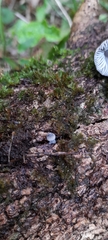 Mycena nargan