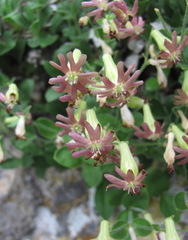 Silene pygmaea