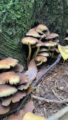 Hypholoma fasciculare