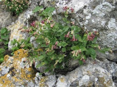 Silene pygmaea