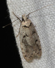 Scatochresis episema