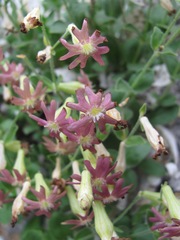 Silene pygmaea