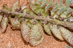 Lessertia capitata