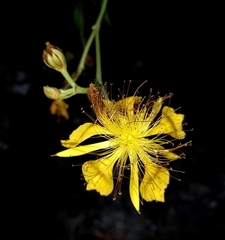 Erinocarpus nimmonii