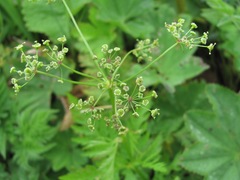Eleutherospermum cicutarium
