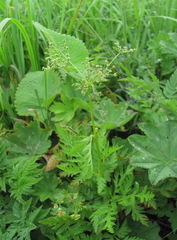 Eleutherospermum cicutarium