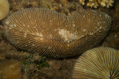 Ctenactis