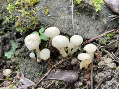 Hodophilus glabripes