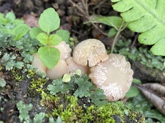 Hodophilus glabripes