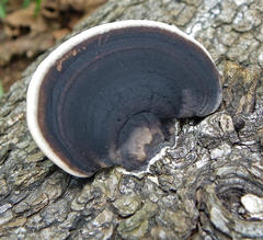 Trametes cingulata