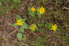 Arnica nevadensis