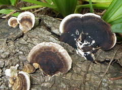 Trametes cingulata