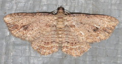 Xanthorhoe anaspila
