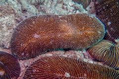 Ctenactis