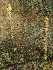 Verbascum ovalifolium