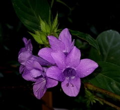 Barleria cristata