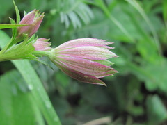 Astrantia trifida