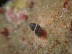 Eatoniella