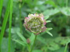 Astrantia trifida