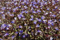 Collinsia torreyi wrightii