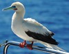 Indo-Pacific Red-footed Booby - Photo (c) Nick Leggatt, some rights reserved (CC BY-NC), uploaded by Nick Leggatt