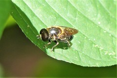 Eumerus rufoscutellatus