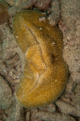 Ctenactis