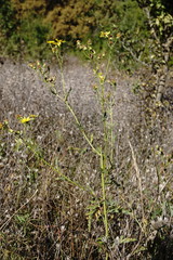 Jacobaea grandidentata