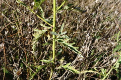 Jacobaea grandidentata